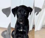 Small #2 Labrador Retriever Mix