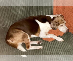 Coco Bean - Male Beagle Dog for Adoption - Photo #11