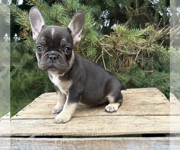 Medium Photo #1 French Bulldog Puppy For Sale in MIDDLEBURY, IN, USA