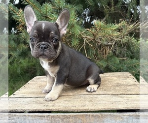 French Bulldog Puppy for sale in MIDDLEBURY, IN, USA