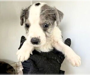 Labrador Retriever Dogs for adoption in Houston, TX, USA