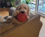 Small Photo #1 Goldendoodle-Sheepadoodle Mix Puppy For Sale in LEBANON, ME, USA