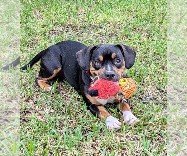 Medium Photo #1 Beabull Puppy For Sale in Dunnellon, FL, USA