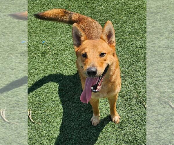 Medium Photo #2 Carolina Dog-Unknown Mix Puppy For Sale in Rockwall, TX, USA