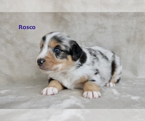 Medium Photo #1 Miniature Australian Shepherd Puppy For Sale in SAN FRANCISCO, CA, USA