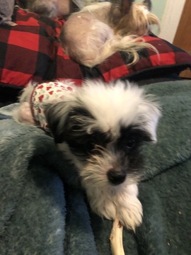 Medium Photo #8 Chinese Crested Puppy For Sale in MANHATTAN, NY, USA