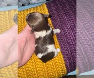 ShihPoo Puppy for sale in LUDLOW, MA, USA