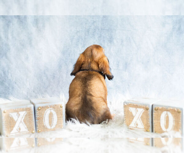 Medium Photo #8 Dachshund Puppy For Sale in WARSAW, IN, USA