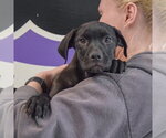 Small #5 American Staffordshire Terrier Mix