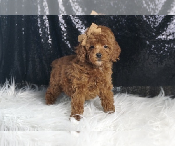 Medium Photo #4 Poodle (Toy) Puppy For Sale in WARSAW, IN, USA