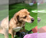Small #2 Beagle-Spaniel Mix