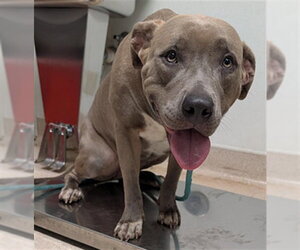 Mutt Dogs for adoption in Bakersfield, CA, USA