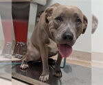 BROWNIE - Female Mutt Dog for Adoption - Small photo