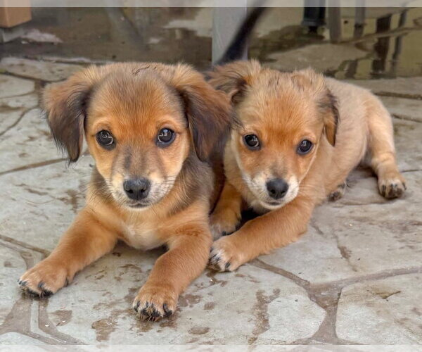 Medium Photo #4 Chihuahua-Colonial Cocker Spaniel Mix Puppy For Sale in Corona, CA, USA