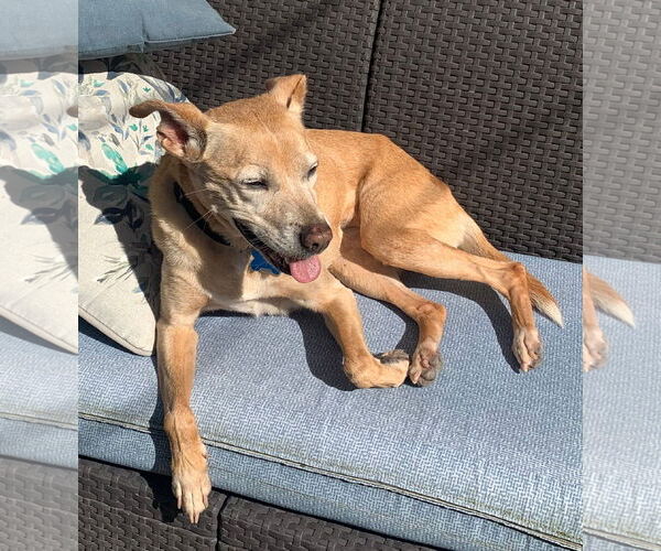 Medium Photo #2 Mutt Puppy For Sale in Minneapolis, MN, USA