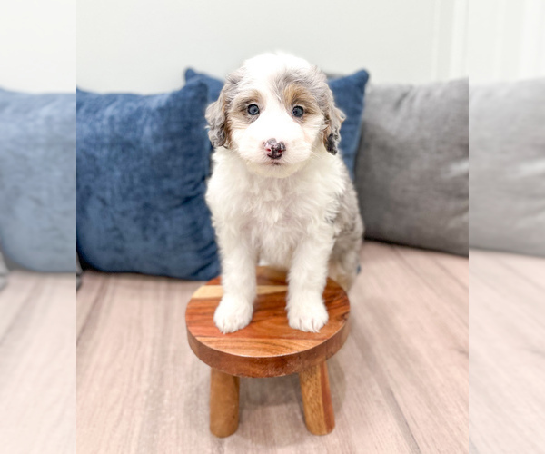 Medium Photo #23 Sheepadoodle Puppy For Sale in MILLERSBURG, OH, USA