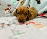 Small Photo #5 Dachshund Puppy For Sale in THREE RIVERS, MI, USA