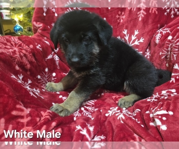 Medium Photo #21 German Shepherd Dog Puppy For Sale in APACHE JUNCTION, AZ, USA