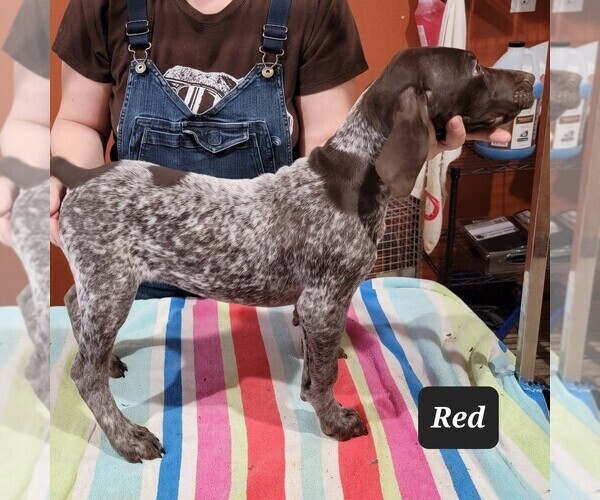 Medium Photo #2 German Shorthaired Pointer Puppy For Sale in BERESFORD, SD, USA
