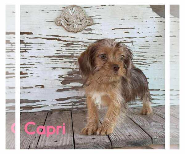 Medium Photo #1 Mutt Puppy For Sale in Boonton, NJ, USA