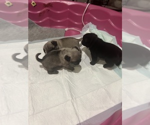 Pug Litter for sale in DENHAM SPRINGS, LA, USA