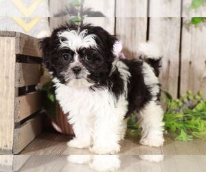 Maltipoo Puppy for sale in MOUNT VERNON, OH, USA