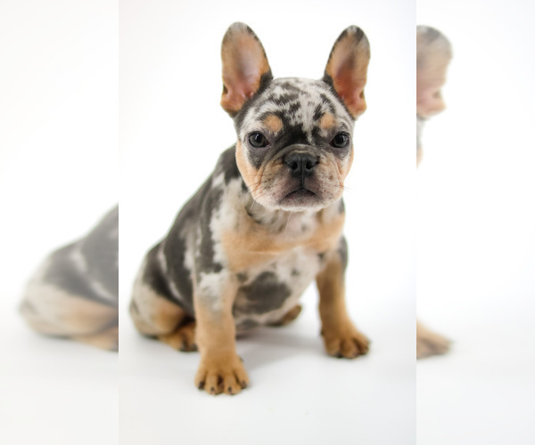 Medium Photo #3 French Bulldog Puppy For Sale in GAINESVILLE, FL, USA