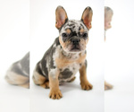 Small Photo #3 French Bulldog Puppy For Sale in GAINESVILLE, FL, USA