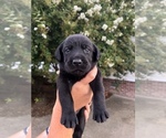 Small Photo #11 Labrador Retriever Puppy For Sale in MARION, SC, USA