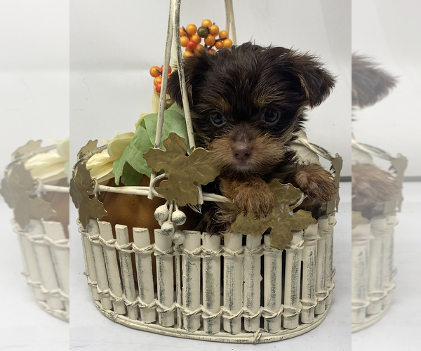 Medium Photo #2 Shorkie Tzu Puppy For Sale in SELLERSBURG, IN, USA
