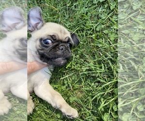 Pug Puppy for sale in JACKSON, MI, USA