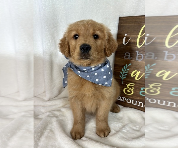 Medium Photo #2 Golden Retriever Puppy For Sale in GREENFIELD, IN, USA