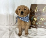 Small #1 Golden Retriever