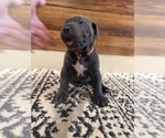 Small Photo #28 Cane Corso Puppy For Sale in BARBOURSVILLE, VA, USA