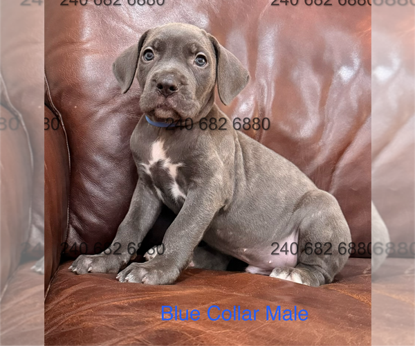 Medium Photo #2 Cane Corso Puppy For Sale in LA PLATA, MD, USA