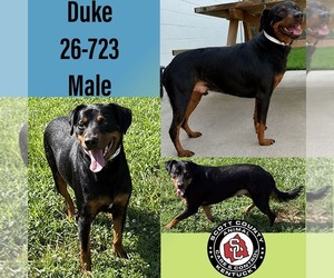 Doberman Pinscher-Unknown Mix Dogs for adoption in Georgetown, KY, USA