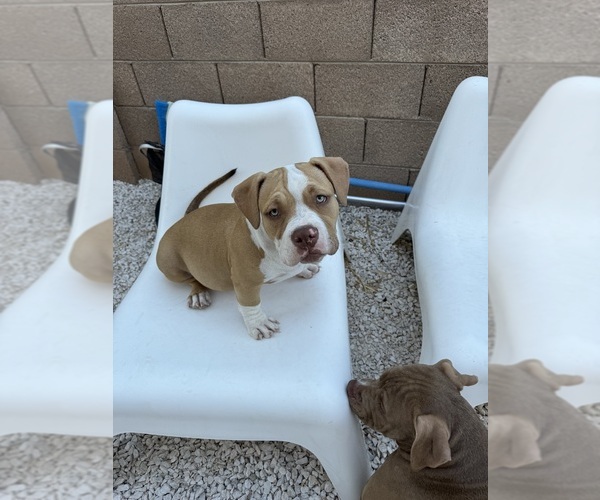 Medium Photo #7 American Bully Puppy For Sale in GILBERT, AZ, USA