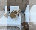 Small #6 American Bully