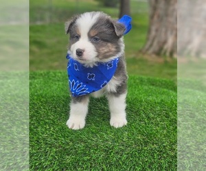 Australian Shepherd Puppy for sale in INDIANAPOLIS, IN, USA