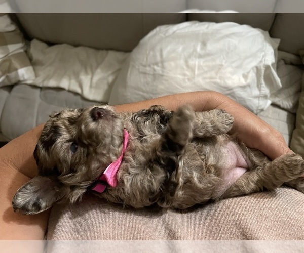 Medium Photo #43 Poodle (Toy) Puppy For Sale in MURRIETA, CA, USA