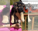 Small Photo #30 German Shepherd Dog Puppy For Sale in LAWRENCEBURG, TN, USA