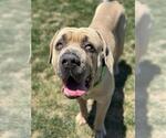 Small Mastiff Mix