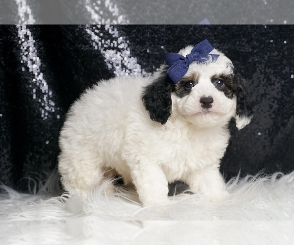 Medium Photo #5 Goldendoodle (Miniature) Puppy For Sale in WARSAW, IN, USA