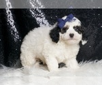 Small #4 Goldendoodle (Miniature)