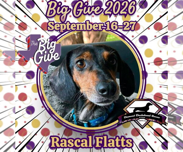 Medium Photo #2 Dachshund Puppy For Sale in San Antonio, TX, USA