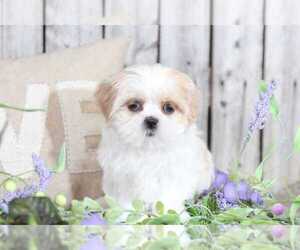 Shih Tzu Puppy for sale in MOUNT VERNON, OH, USA
