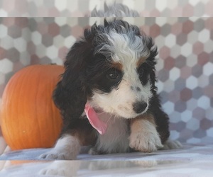 Bernedoodle Puppy for sale in LANCASTER, PA, USA