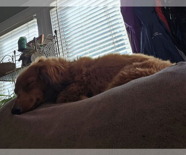 Medium Photo #4 Dachshund Puppy For Sale in Social Circle, GA, USA