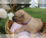 Small #6 Cane Corso