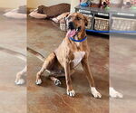 Small #17 Mountain Cur Mix